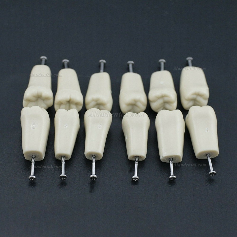 Dental Typodont M8023 32Pcs Replacement Teeth Compatible Columbia 860